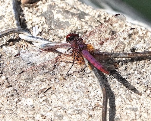 violet dropwing